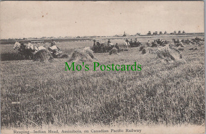 Canada Postcard - Reaping, Indian Head, Assiniboia SW11256