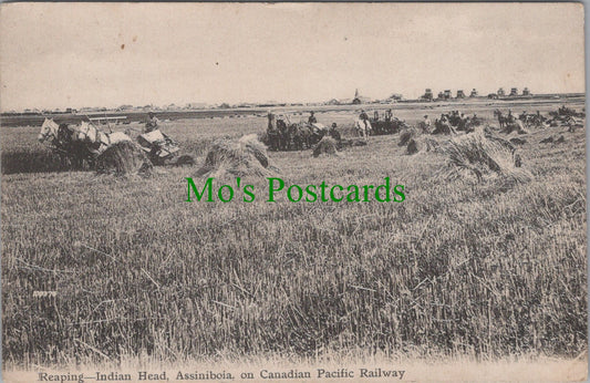 Canada Postcard - Reaping, Indian Head, Assiniboia SW11256