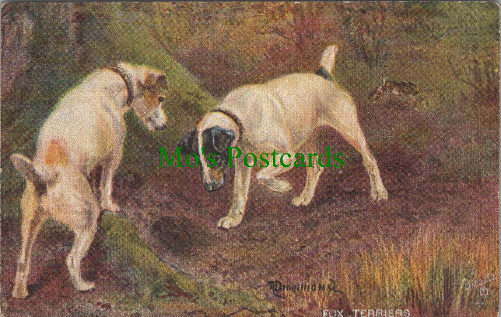 Animals Postcard - Dog Art, Sporting Dogs - Fox Terriers   SW11568