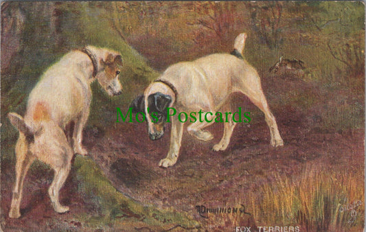 Animals Postcard - Dog Art, Sporting Dogs - Fox Terriers   SW11568