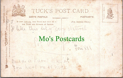 Animals Postcard - Dog Art, Sporting Dogs - Fox Terriers   SW11568