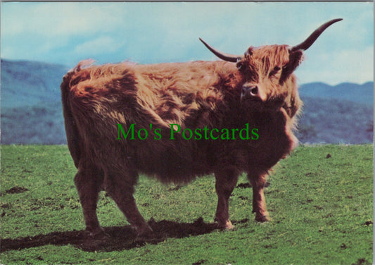 Animals Postcard - A Scottish Highland Cow SW11964