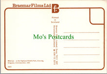 Load image into Gallery viewer, Animals Postcard - Wild Cat at The Highland Wildlife Park  SW11969
