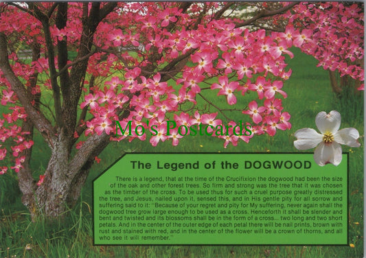 Nature Postcard - Flowers, The Legend of The Dogwood SW11979