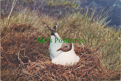 Animals Postcard - Birds - Black-Headed Gull  SW12264