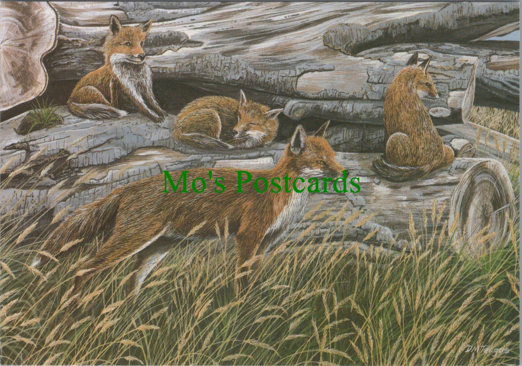 Animal Art Postcard - Foxes, Artist David Teague  SW12266