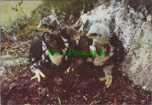 Load image into Gallery viewer, Animals Postcard - Birds - Golden Eaglets, Scottish Highlands SW12272
