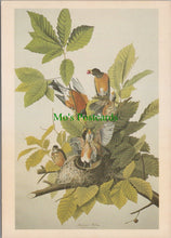 Load image into Gallery viewer, Art Postcard - American Robin, J.J.Audubon SW12104
