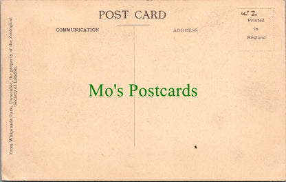 Animals Postcard - Chimpanzees Party, Whipsnade SW12985