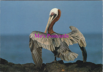 Animals Postcard - Birds, The Brown Pelican   SW16048