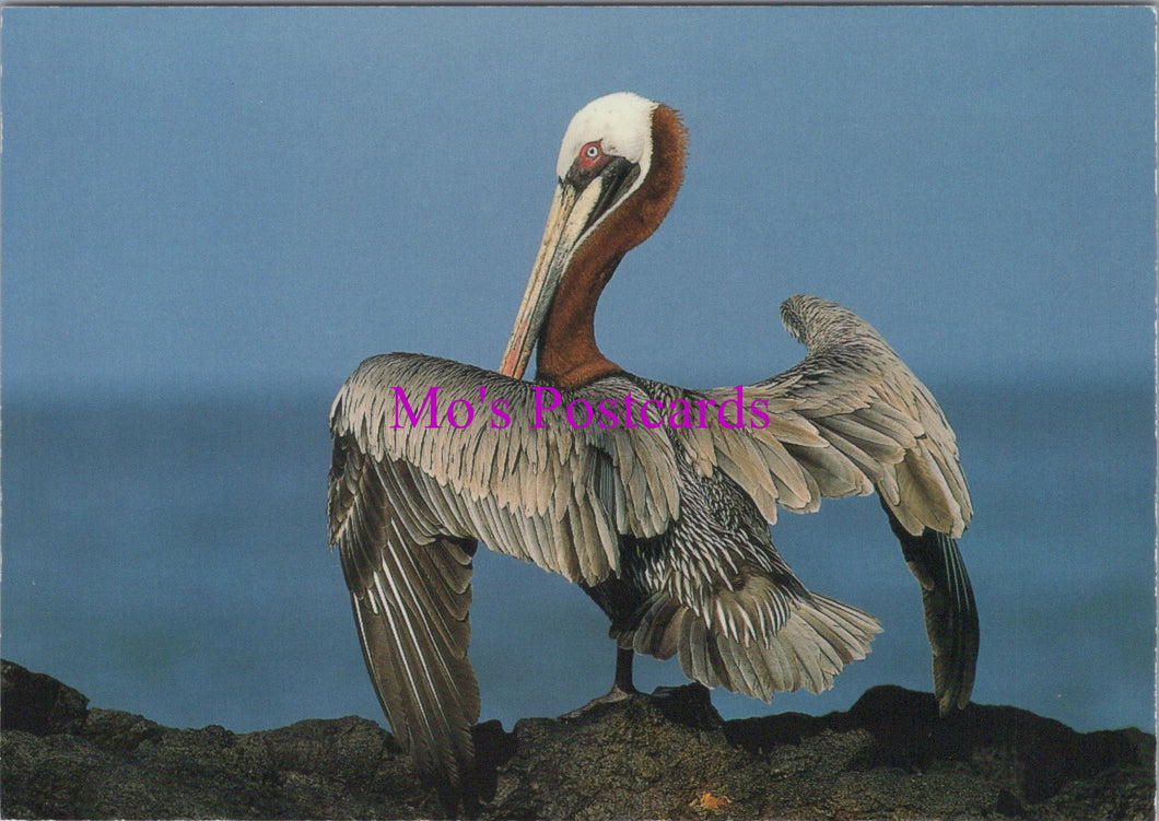 Animals Postcard - Birds, The Brown Pelican   SW16048