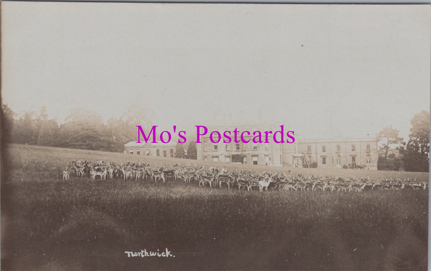 Gloucestershire Postcard - Northwick Park Deer, Blockley SW15100 
