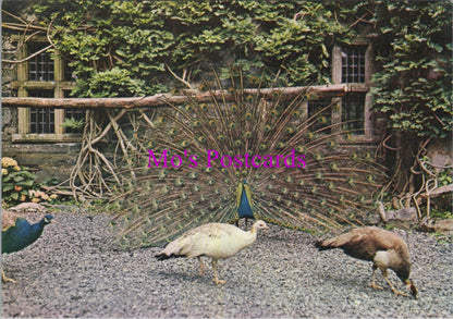 Animals Postcard - Birds, Gwydir Peacocks, Gwydir Castle  SW16181