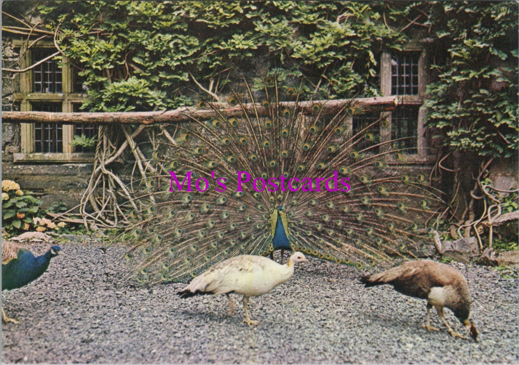 Animals Postcard - Birds, Gwydir Peacocks, Gwydir Castle  SW16181