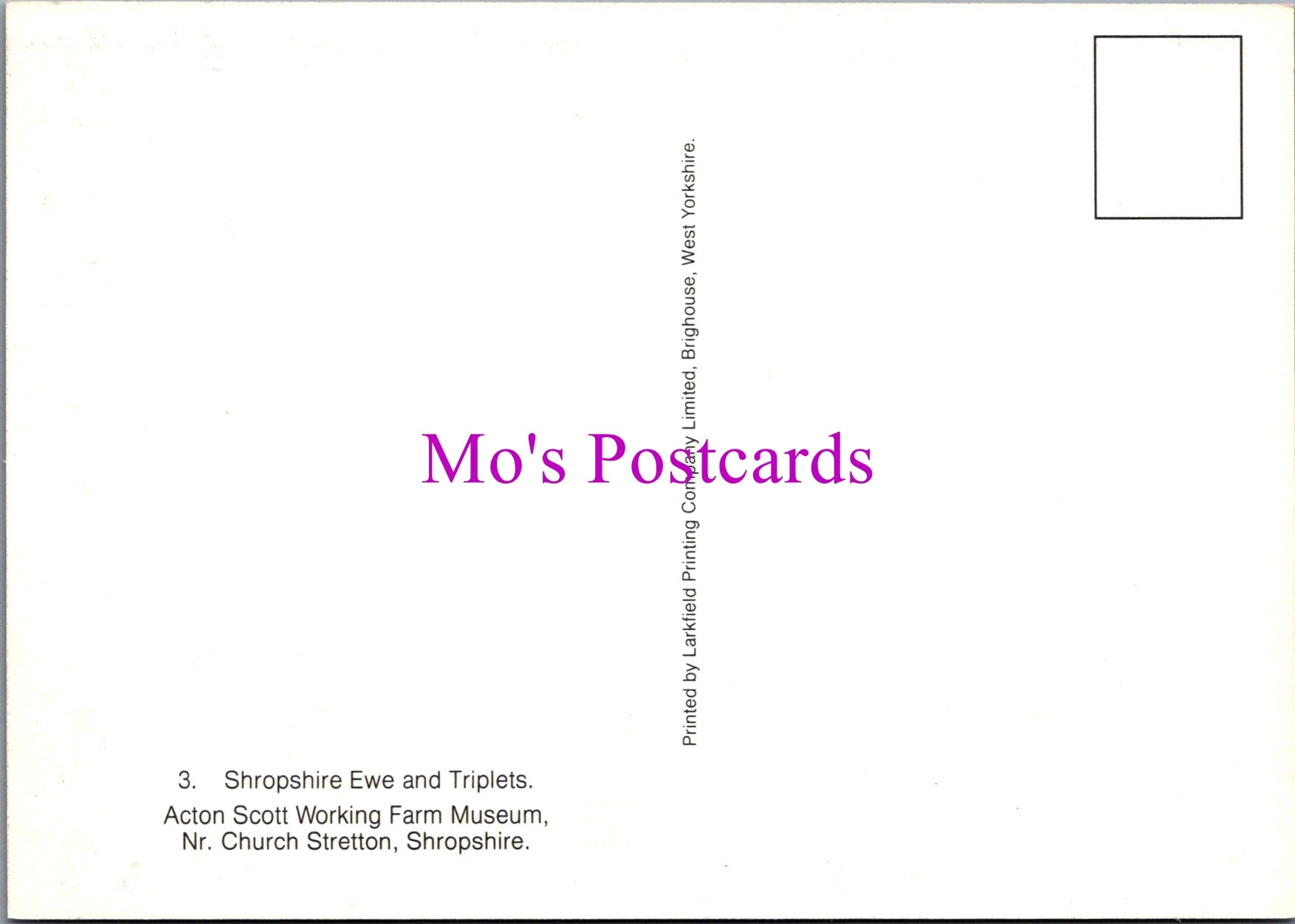 Animals Postcard - Shropshire Ewe and Triplets   SW15212