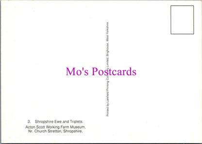 Animals Postcard - Shropshire Ewe and Triplets   SW15212