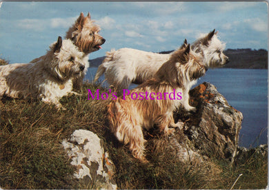 Animals Postcard - Dogs, Cairn Terriers on The Cliff Edge  SW15215