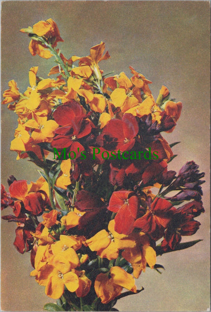Nature Postcard - Flowers, Wallflower  SW13749