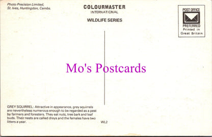 Animals Postcard - The Grey Squirrel   SW15644