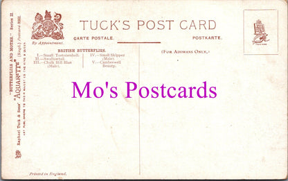 Animals Postcard - Butterflies and Moths   SW14790