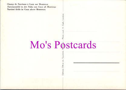 Switzerland Postcard - Narcissi Fields in Caux Above Montreaux  SW15276