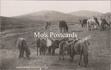 Load image into Gallery viewer, Animals Postcard - Dartmoor Ponies   SW15879
