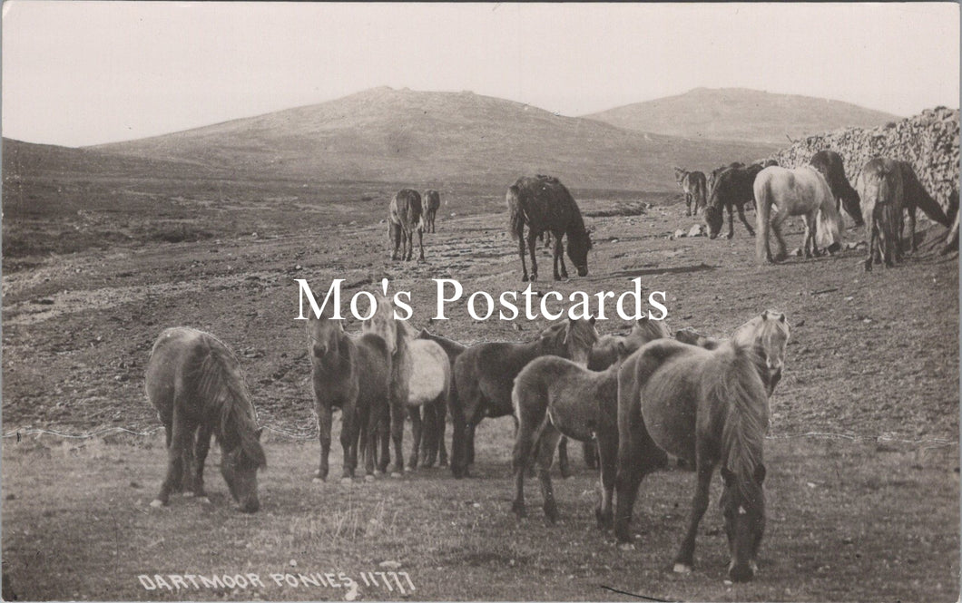 Animals Postcard - Dartmoor Ponies   SW15879