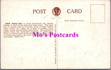 Load image into Gallery viewer, Animals Postcard - Birds, Coot, Fulica Atra   SW14727
