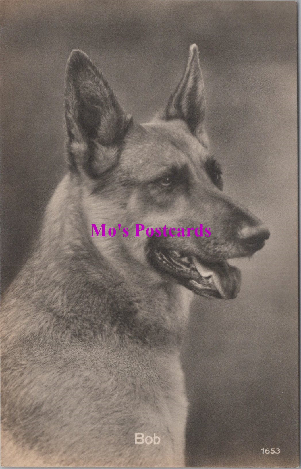 Animals Postcard - Dogs, Bob The Alsatian, German Shepherd  SW14732