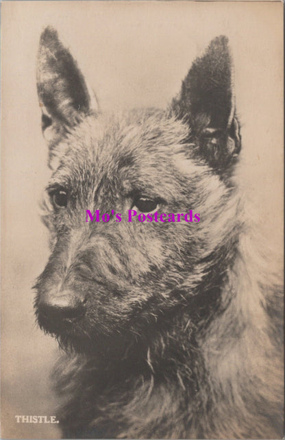 Animals Postcard - Dogs, Thistle The Terrier   SW14734