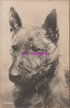Load image into Gallery viewer, Animals Postcard - Dogs, Thistle The Terrier   SW14734
