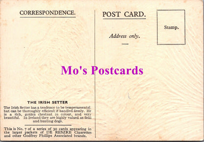 Animals Postcard - Dogs, The Irish Setter  SW14737