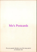 Load image into Gallery viewer, Animals Postcard - Meerkat at Colchester Zoo  SW15466
