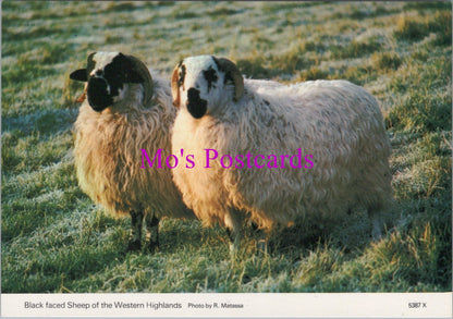 Animals Postcard - Black Faced Sheep of The Western Highlands  SW14308