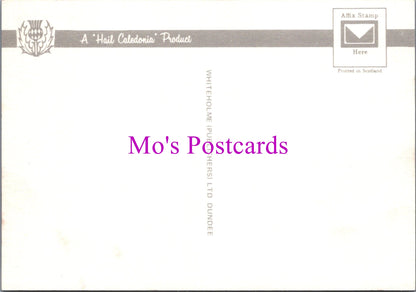 Animals Postcard - Black Faced Sheep of The Western Highlands  SW14308