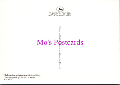 Animals Postcard - Postman Butterfly, Heliconius Melpomone SW14312