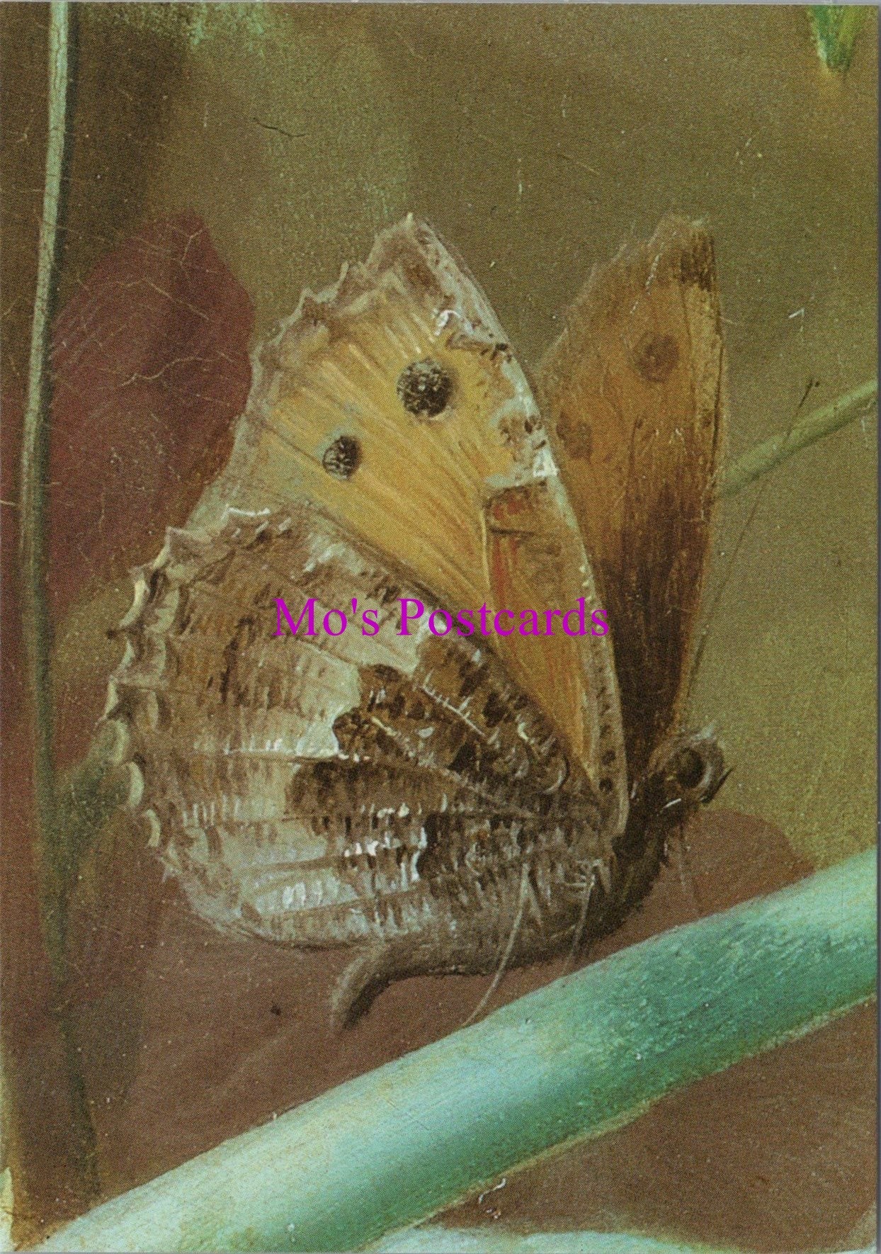Art Postcard - Jan Van OS, Fruit and Flowers SW14317