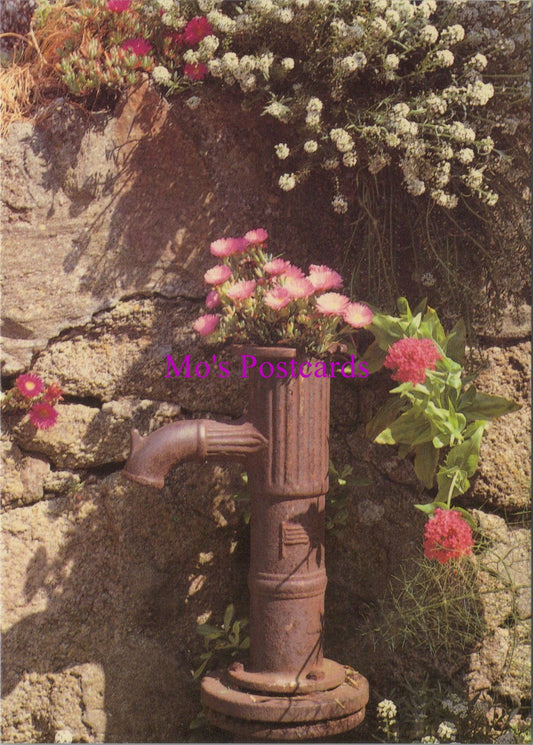 Flowers Postcard - Mesembreanthemum, St Mary's, Isle of Scilly  SW14320