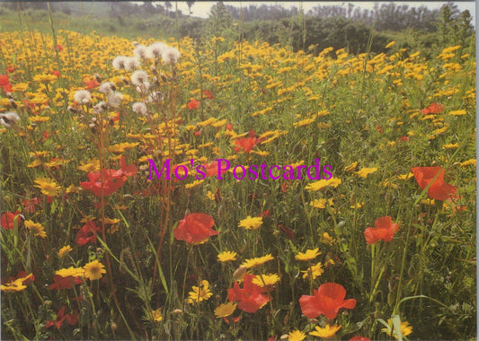 Flowers Postcard - Poppies & Corn Marigold, Isles of Scilly  SW14322