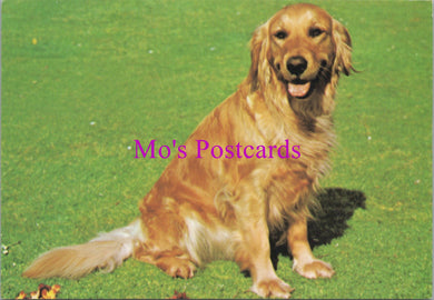 Animals Postcard - Dogs, Beautiful Golden Retriever SW14328