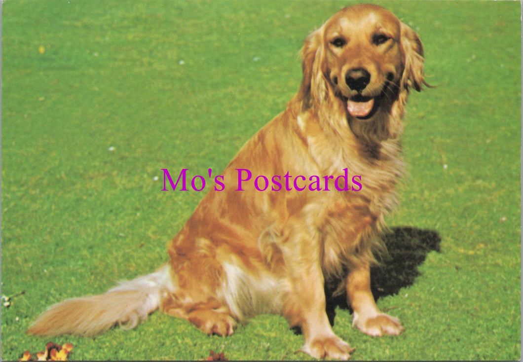 Animals Postcard - Dogs, Beautiful Golden Retriever SW14328