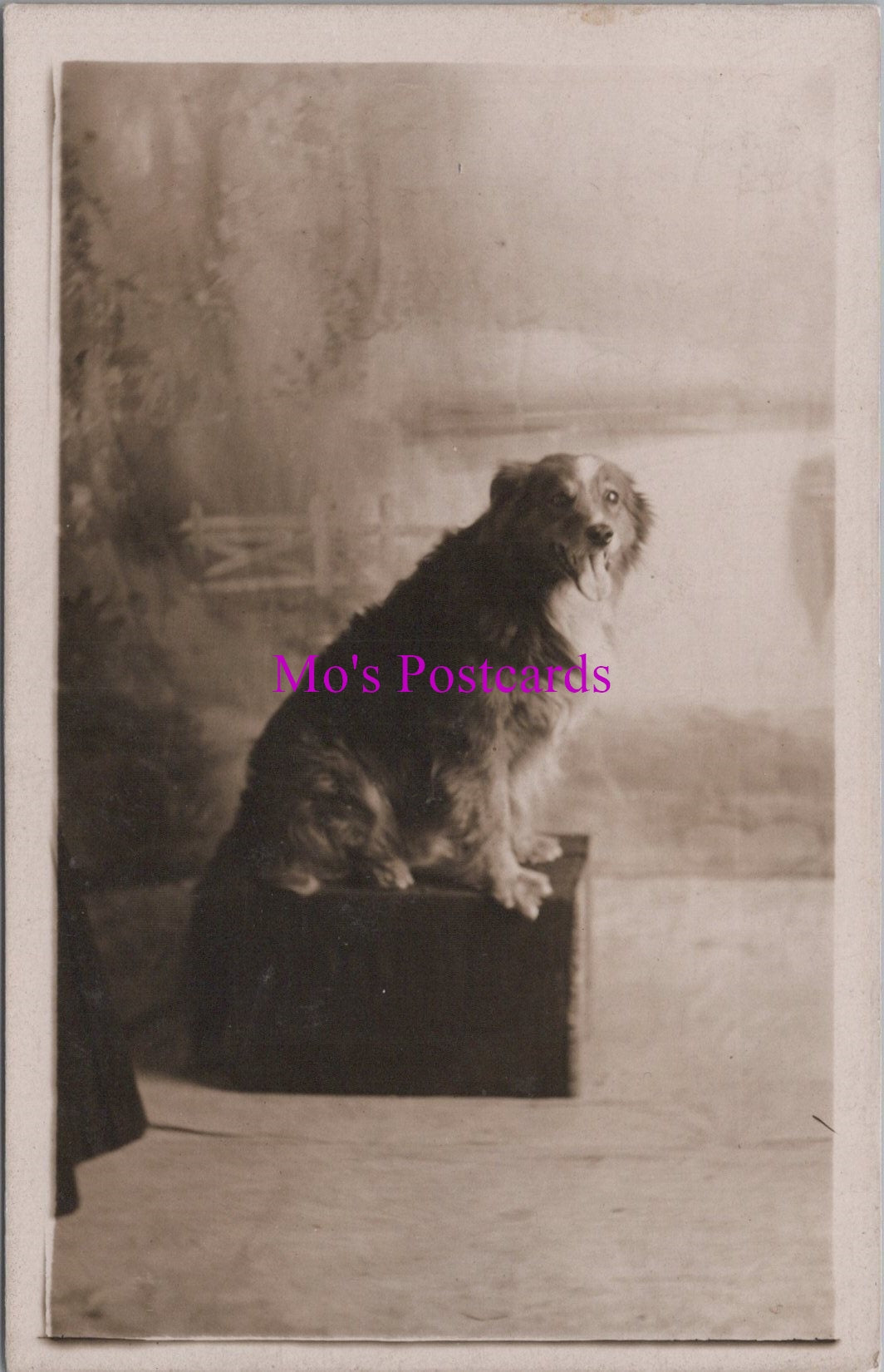 Animals Postcard - Pet Dog Called Rory  DZ334