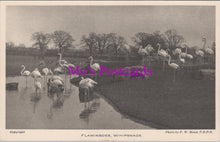 Load image into Gallery viewer, Animals Postcard - Flamingoes, Whipsnade Park DZ351

