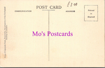 Animals Postcard - Flamingoes, Whipsnade Park DZ351