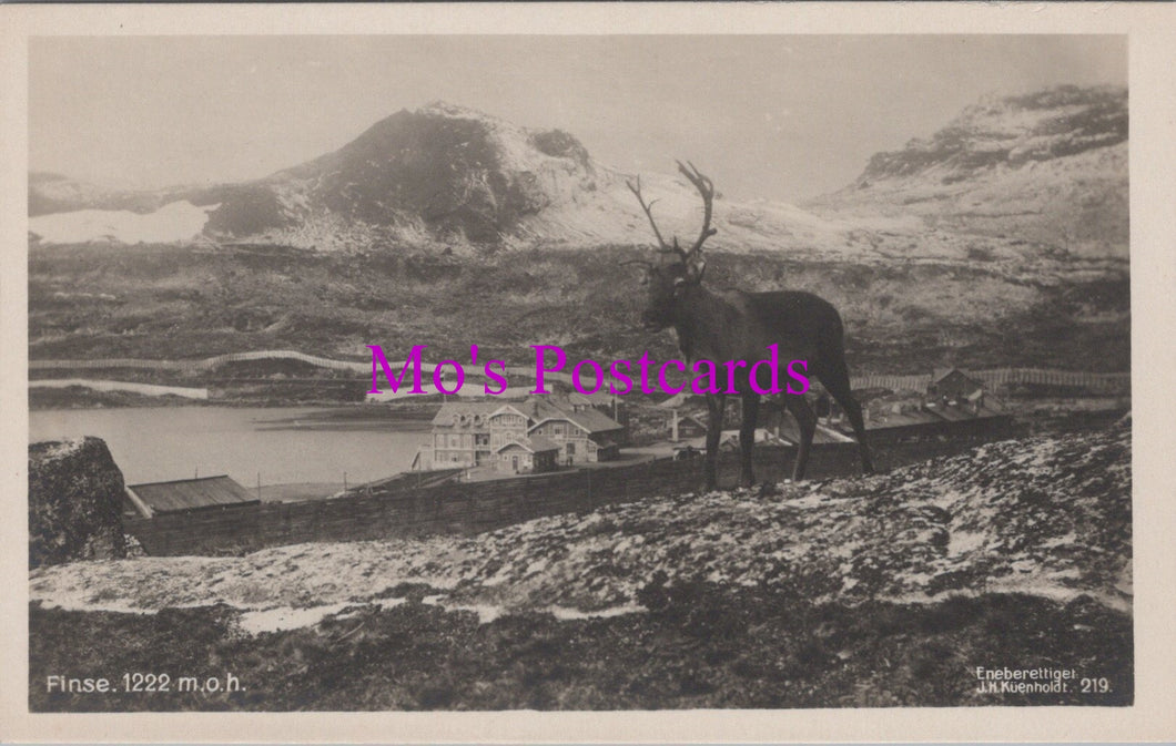 Norway Postcard - Reindeer, Finse, Vestland County SW14492