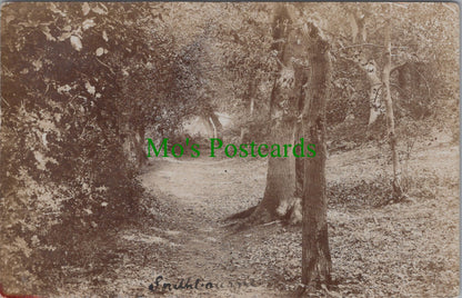 Nature Postcard - Trees, Woodland Scene  SW13927