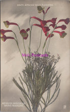 Load image into Gallery viewer, Nature Postcard - South African Wild Flowers  SW14661
