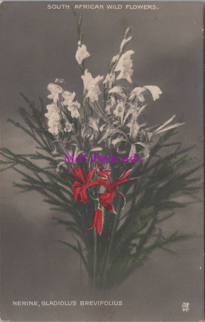 Nature Postcard - South African Wild Flowers  SW14663