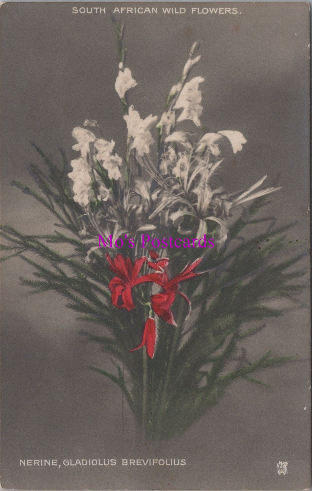 Nature Postcard - South African Wild Flowers  SW14663