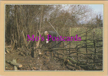 Load image into Gallery viewer, Occupations Postcard - Hedge Laying, Traditional Crafts  SW15264
